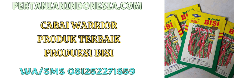 cabai,warrior,f1,warior f1,pertanian indonesia